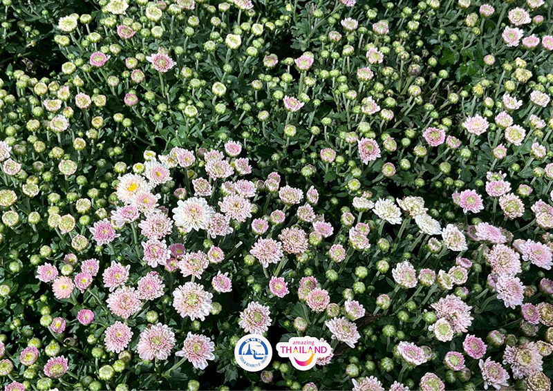 Colorful Garden in Phrae 2025 แพร่