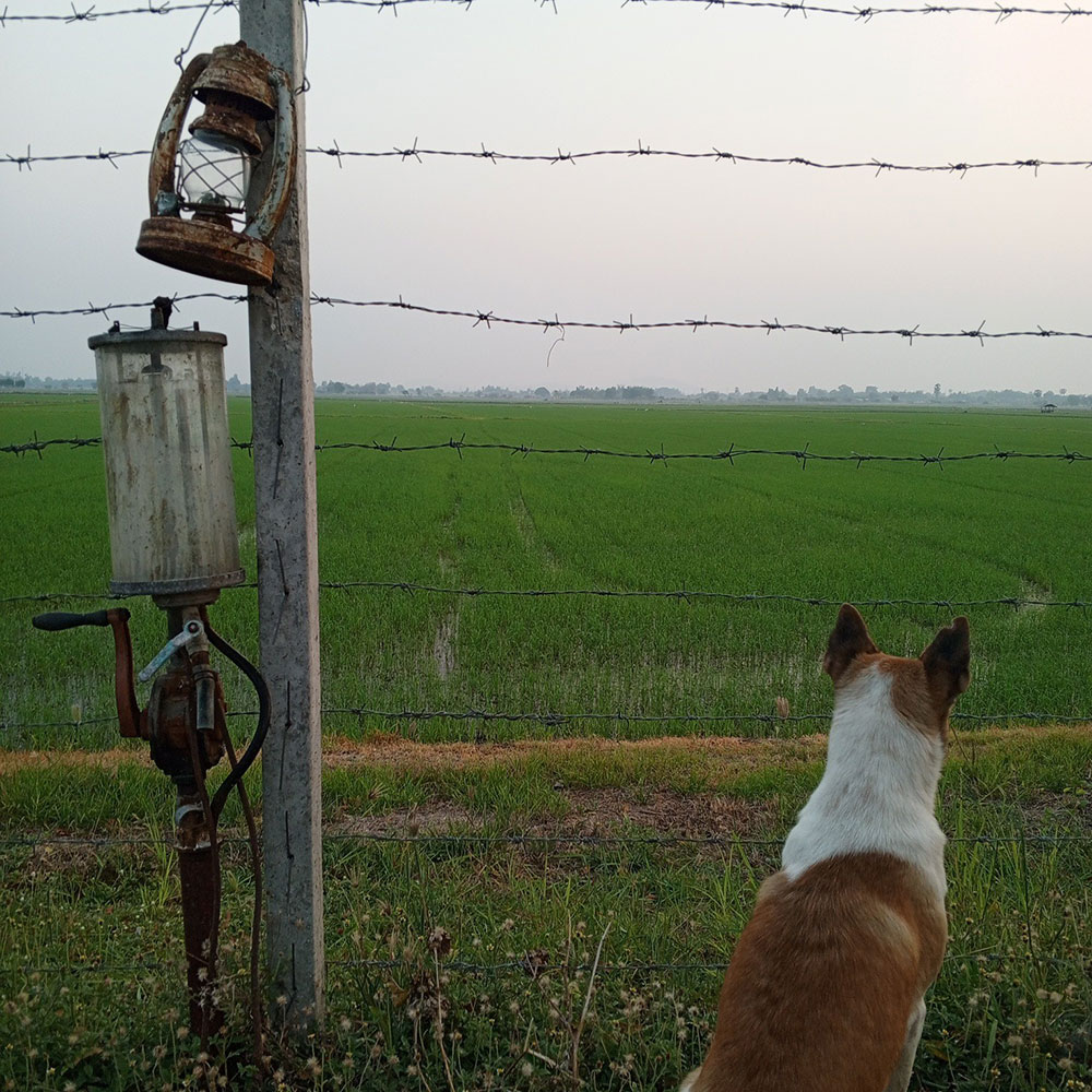 บ้าน แดนนี่ ศรีภิญโญ