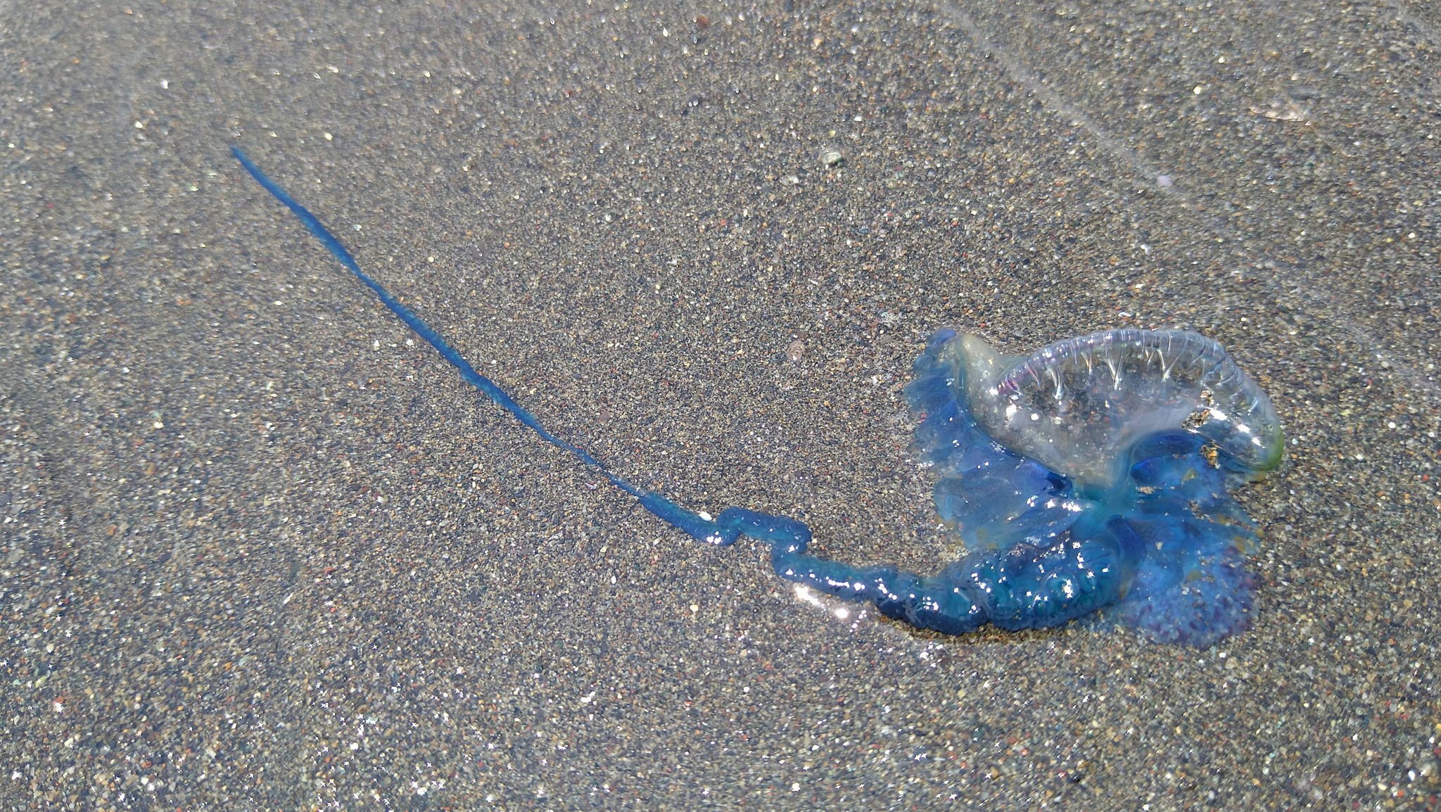 แมงกะพรุนไฟหมวกโปรตุเกส