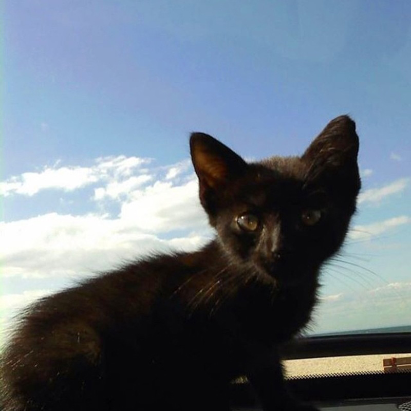 แมวจรจัด