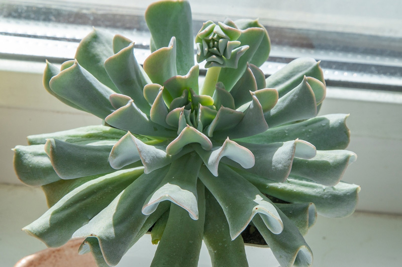 กุหลาบหิน Echeveria Blue Swan