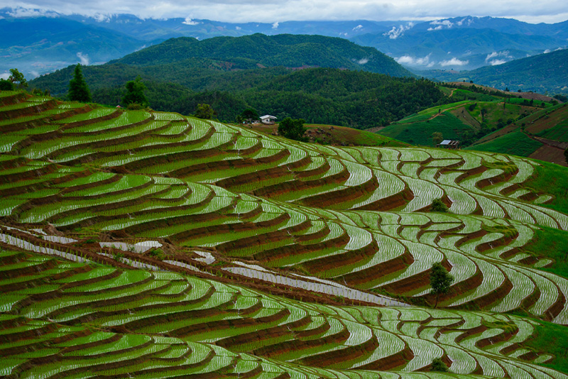 บ้านป่าบงเปียง