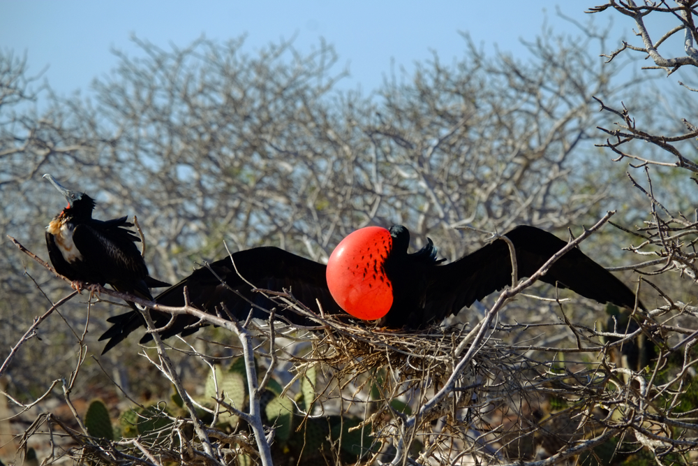 นกโจรสลัดใหญ่