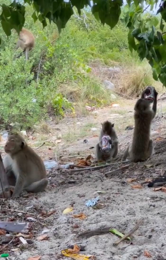 ลิงขโมย