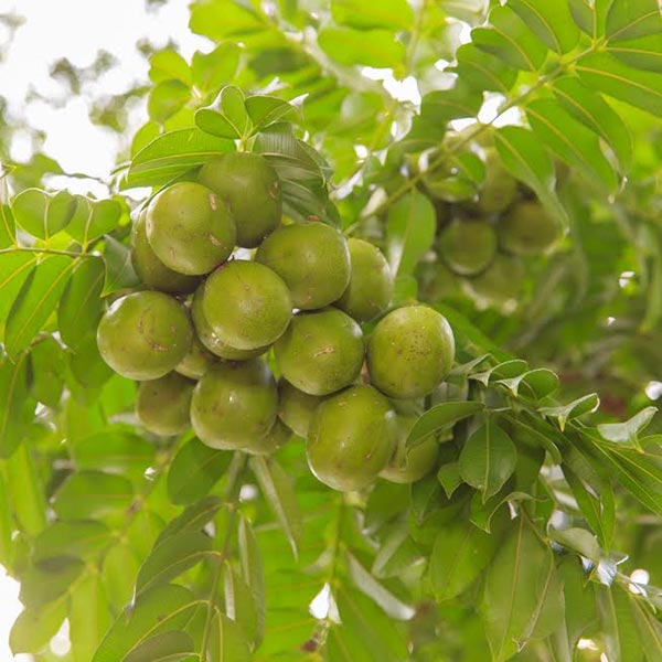 ผักที่มีธาตุเหล็กสูง