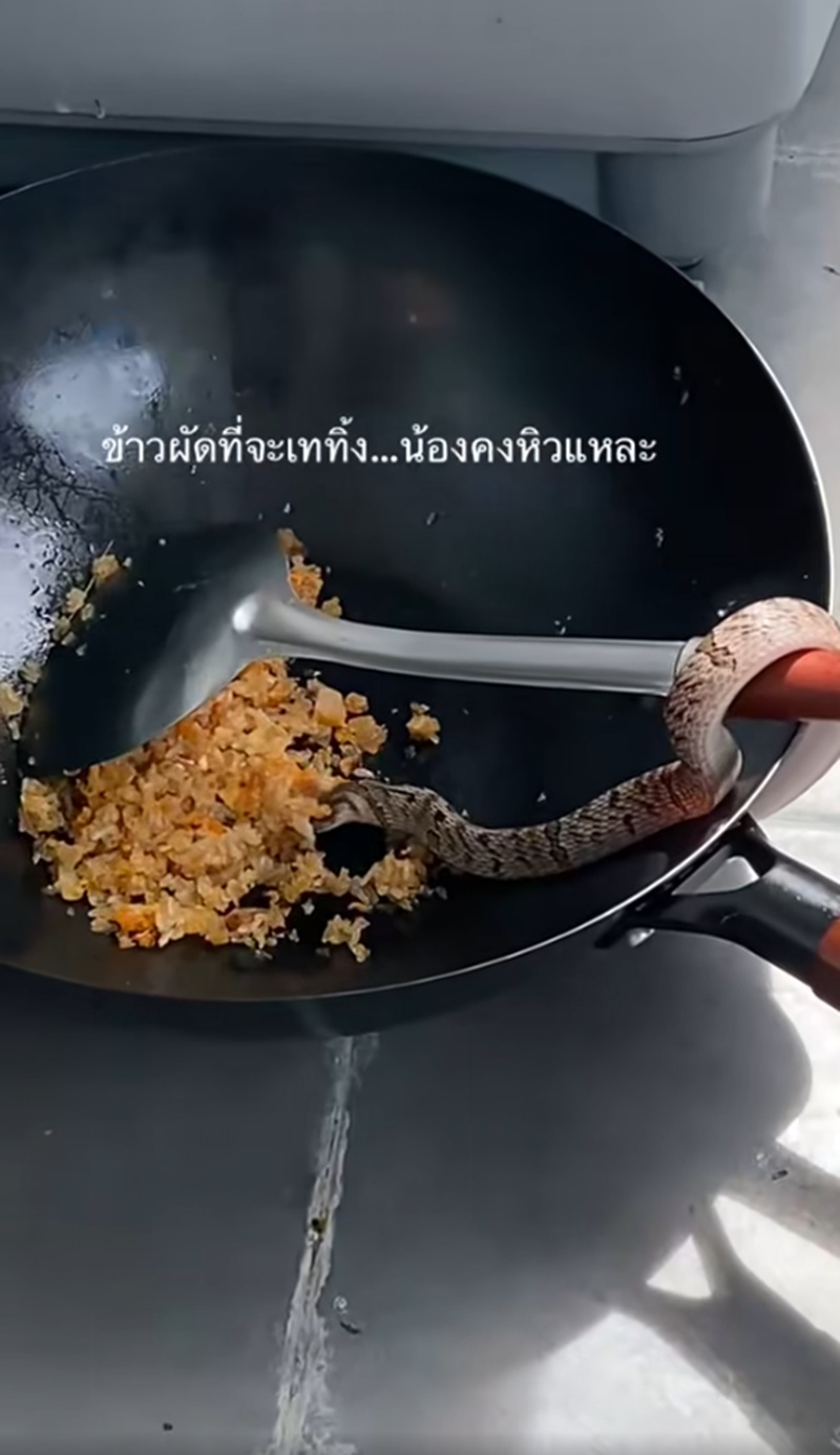 งูกินข้าวผัด