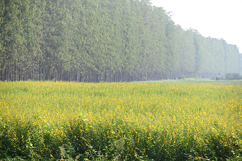 ทุ่งปอเทือง ม.เกษตรฯ กำแพงแสน