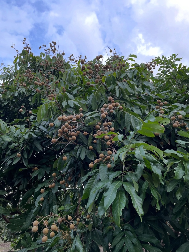 ซาร่า โฮเลอร์ ประกาศขายที่ดินเชียงใหม่