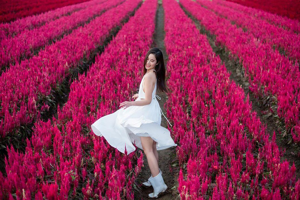 ไอเดียถ่ายรูปกับทุ่งดอกไม้