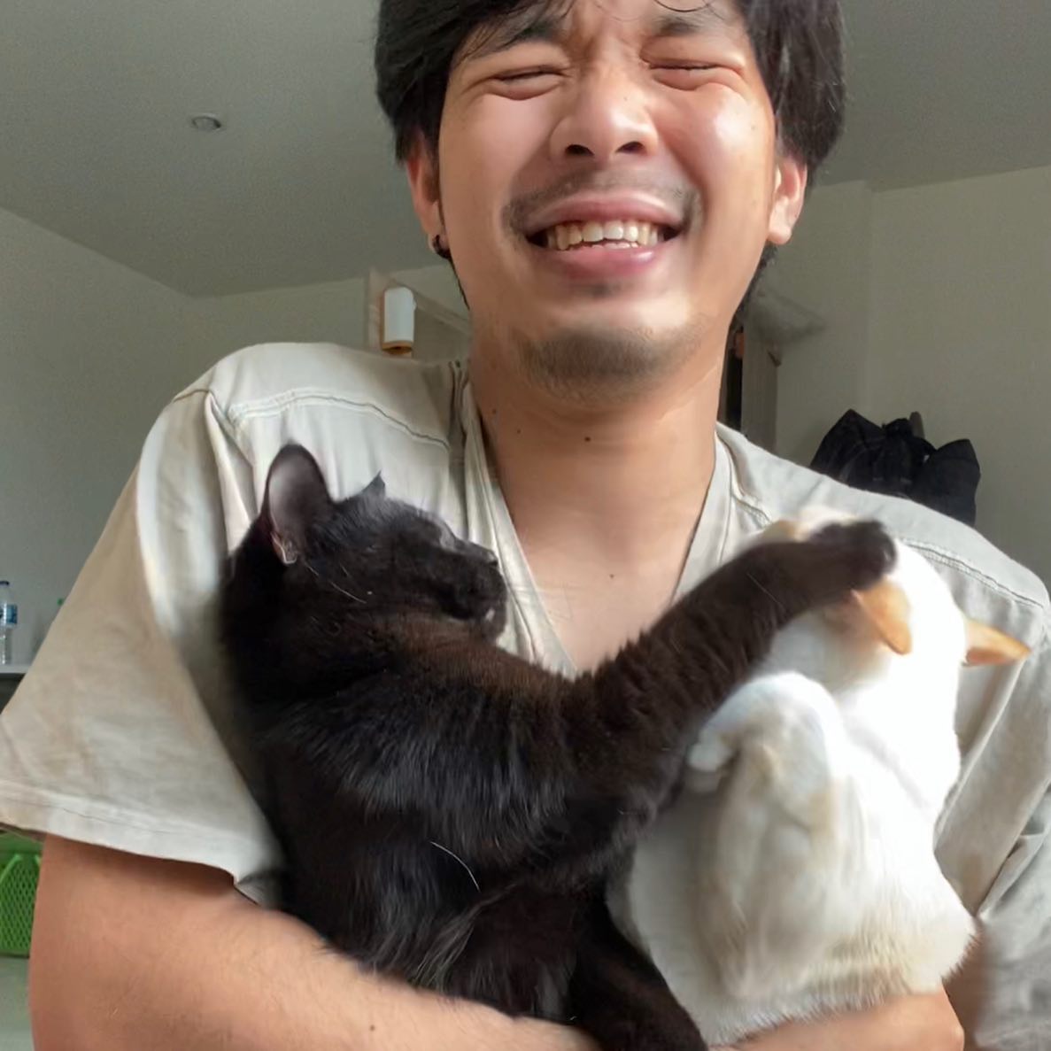 แมวตีกัน