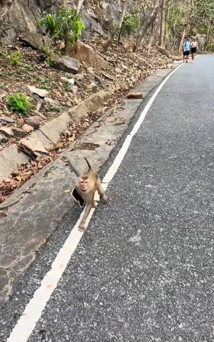 ลิงขโมย