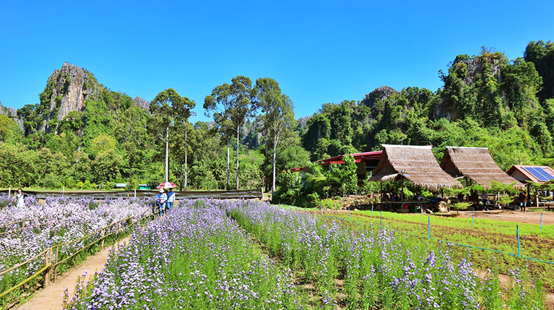 ทุ่งดอกไม้เนินมะปราง พิษณุโลก