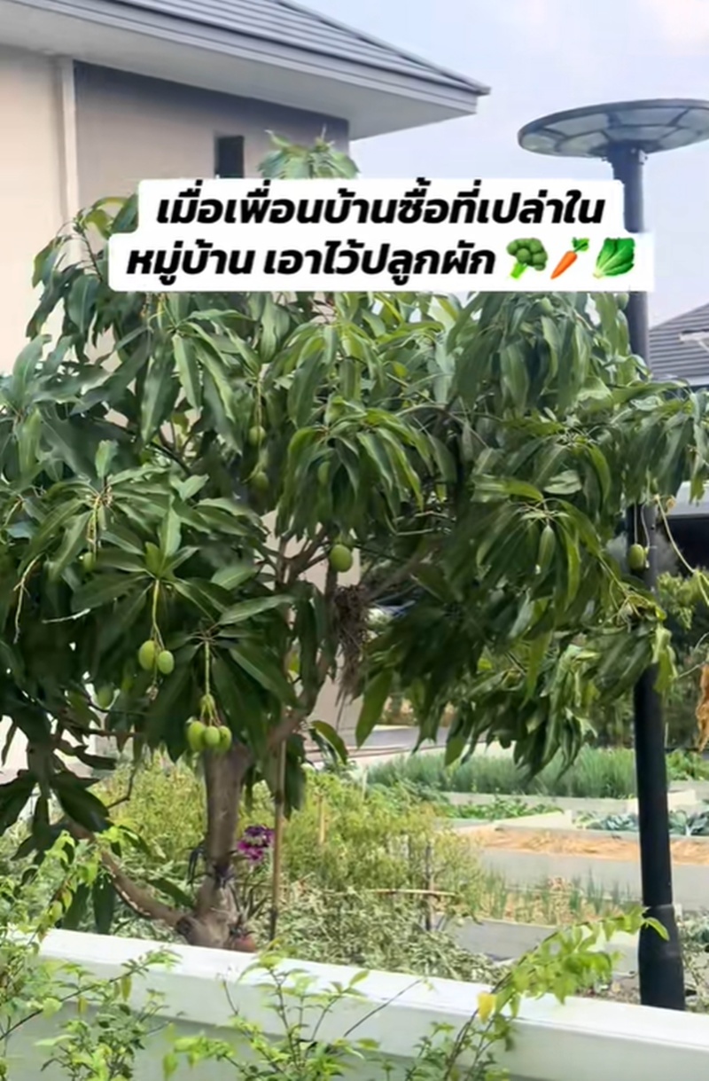 เพื่อนบ้าน