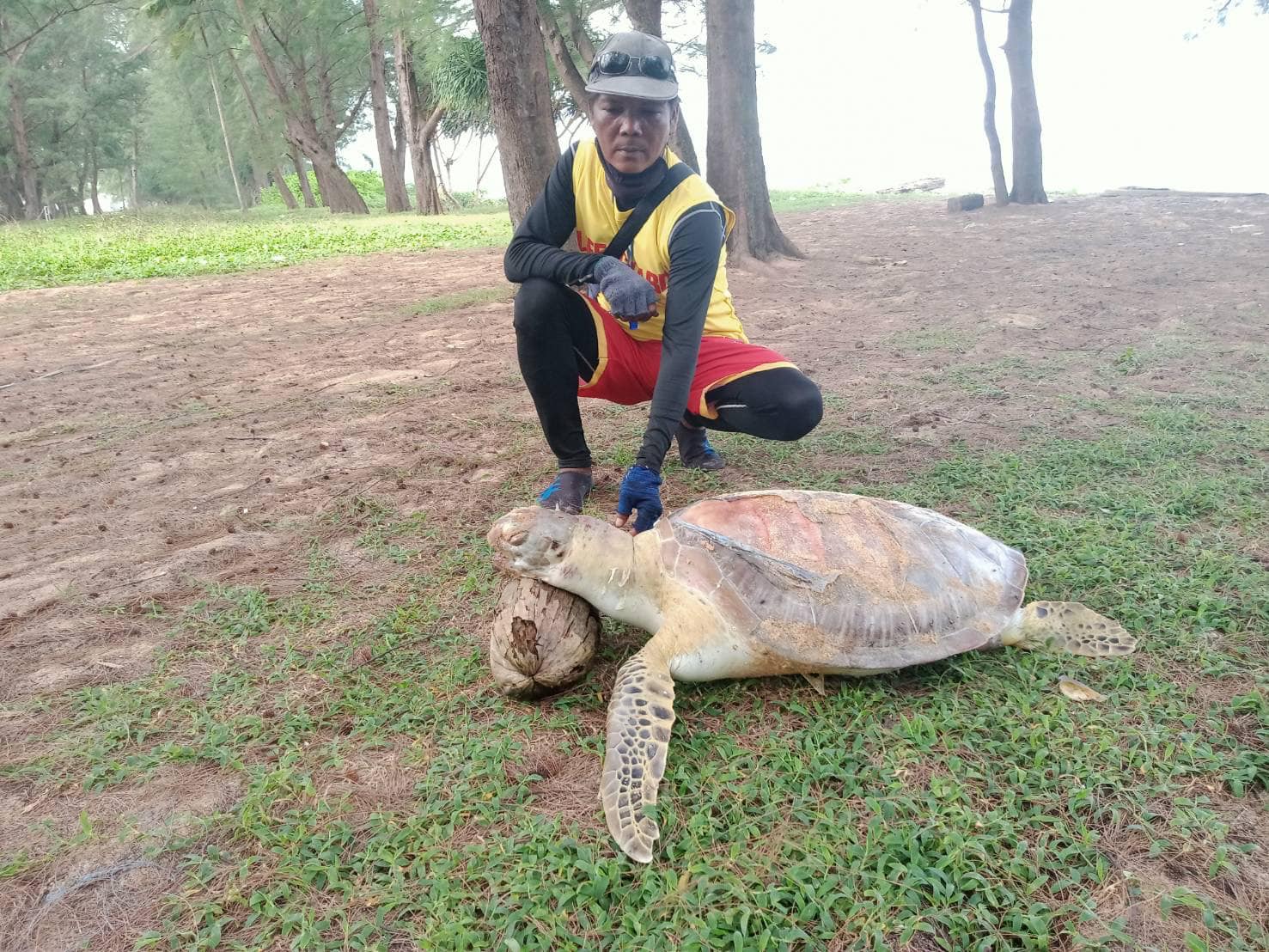 เต่าทะเล