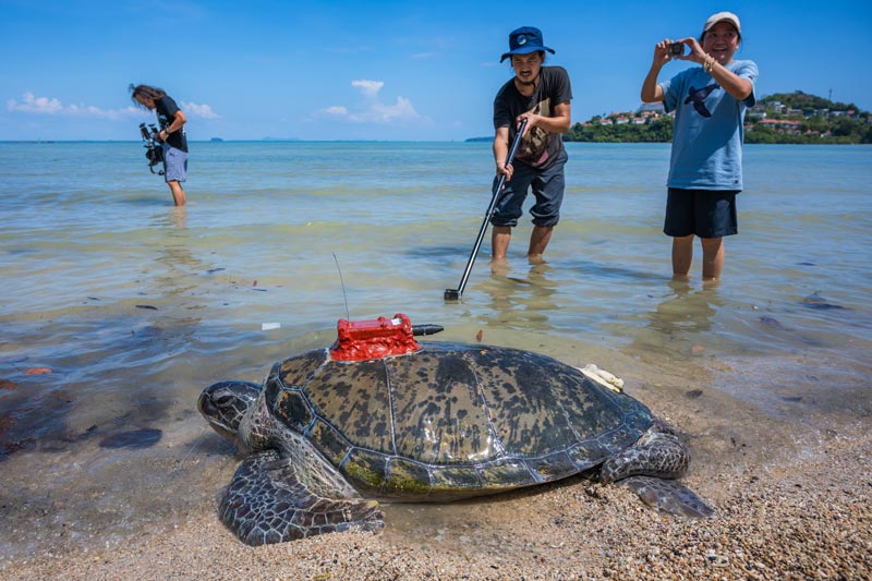ปล่อยตัวคุณปู่เต่าตนุกลับคืนสู่ธรรมชาติ