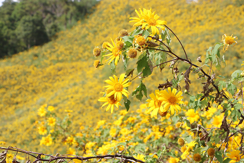 ทุ่งดอกบัวตอง ดอยแม่อูคอ