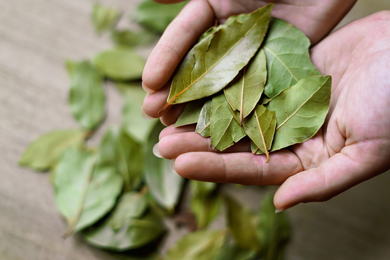 ใบกระวาน Bay Leaf
