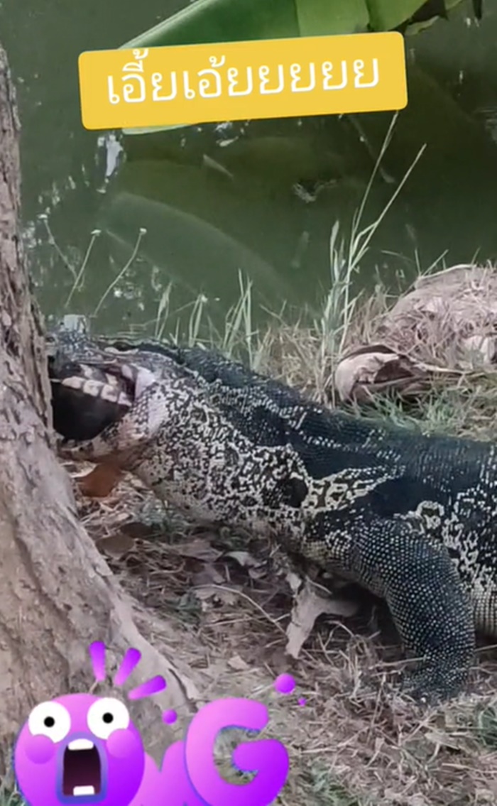 ตัวเงินตัวทอง