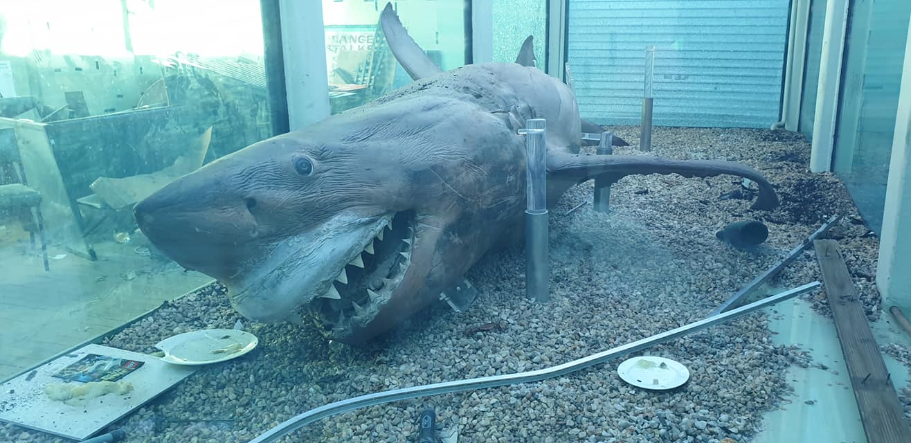 ซากฉลามขาวยักษ์