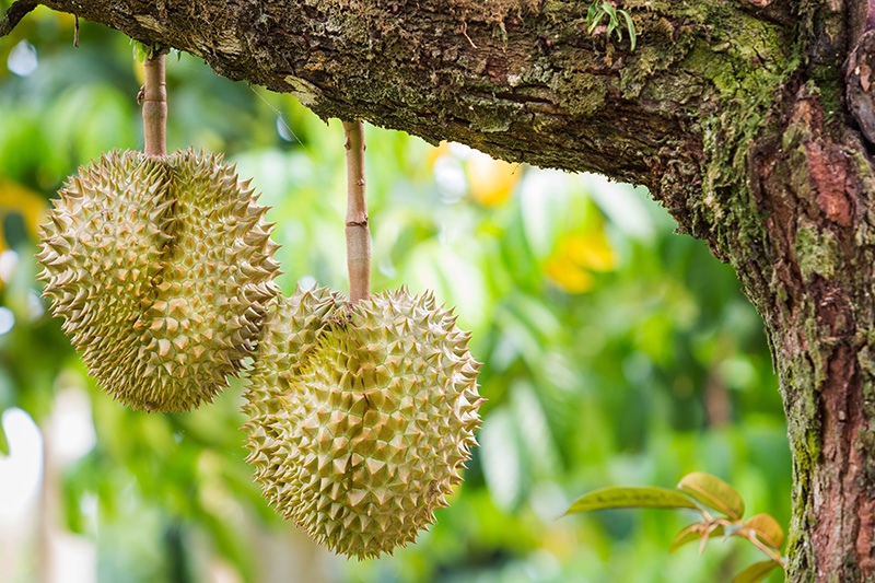 สวนสาวสุดใจ เที่ยวสวนผลไม้จันทบุรี 2568 ทุเรียน