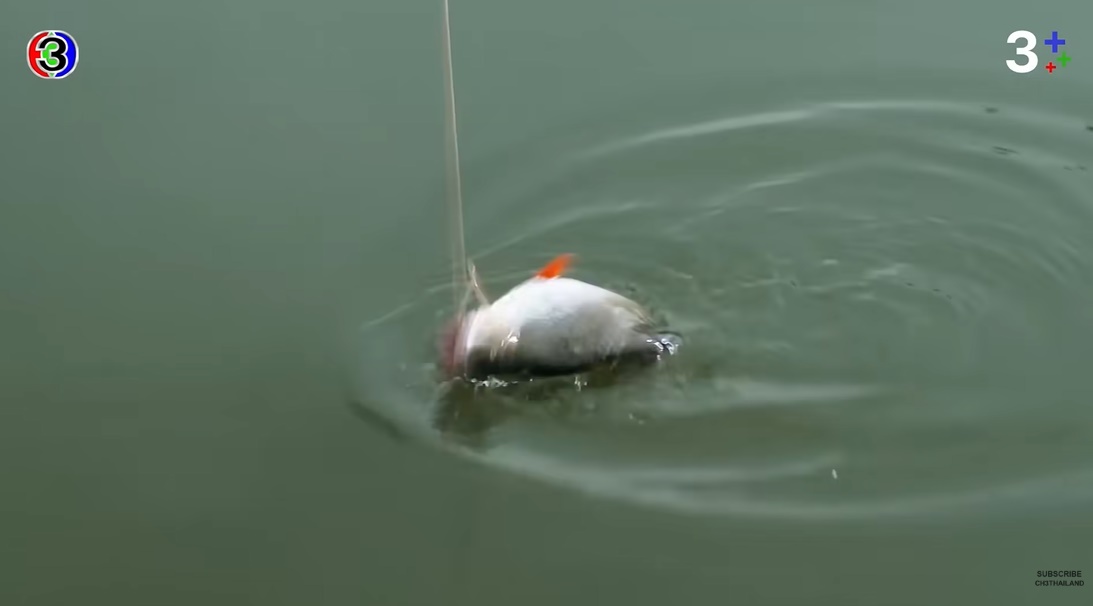 พรหมลิขิต