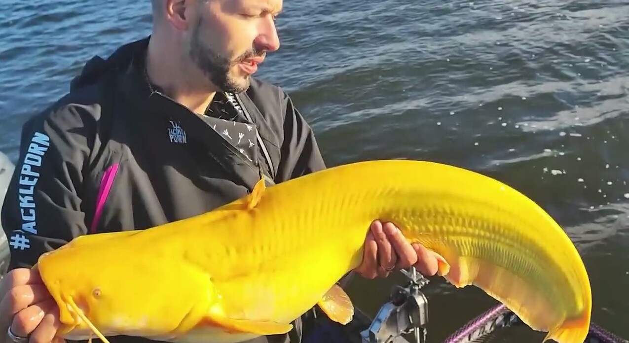 ปลาดุกสีทอง