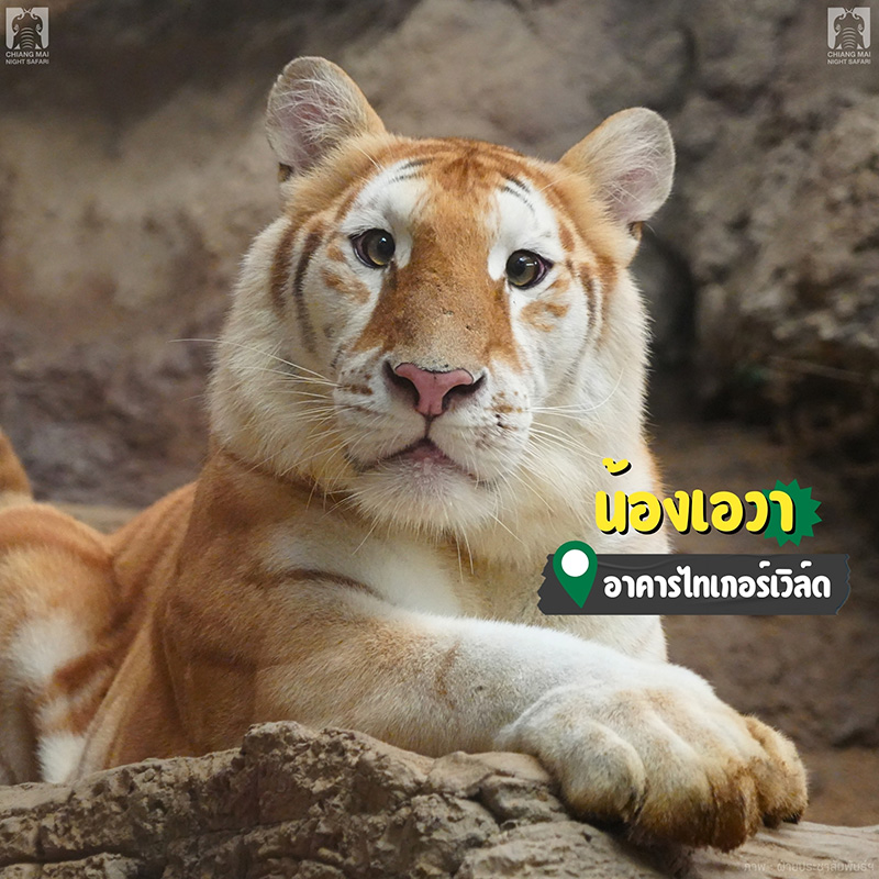 น้องเอวา เชียงใหม่ ไนท์ซาฟารี จังหวัดเชียงใหม่