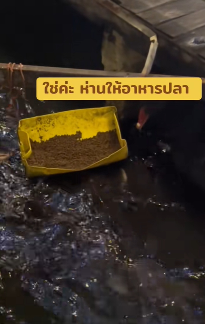 ให้อาหารปลา