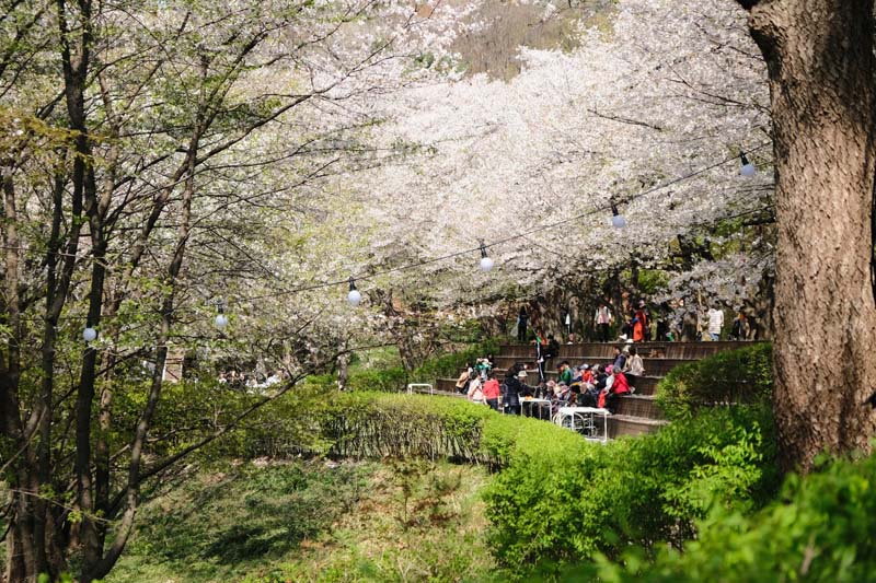 Ansan Cherry Blossom Walkway,