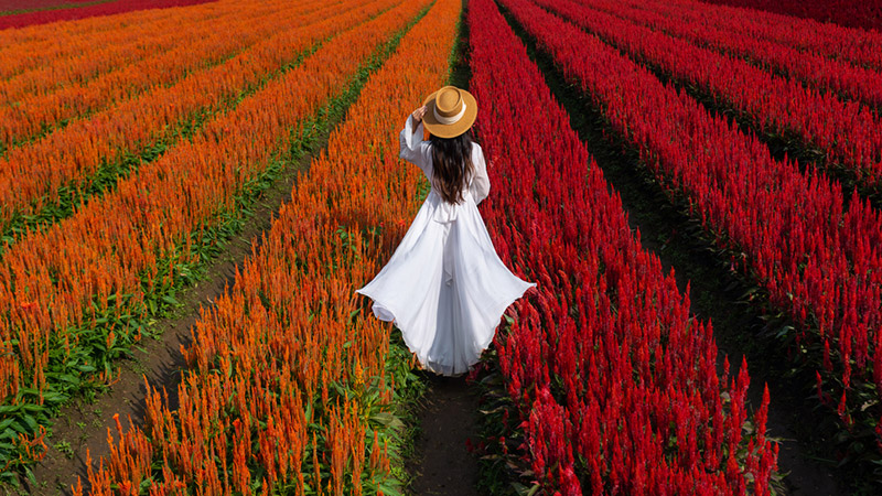 ทุ่งดอกไม้สีแดง เชียงใหม่