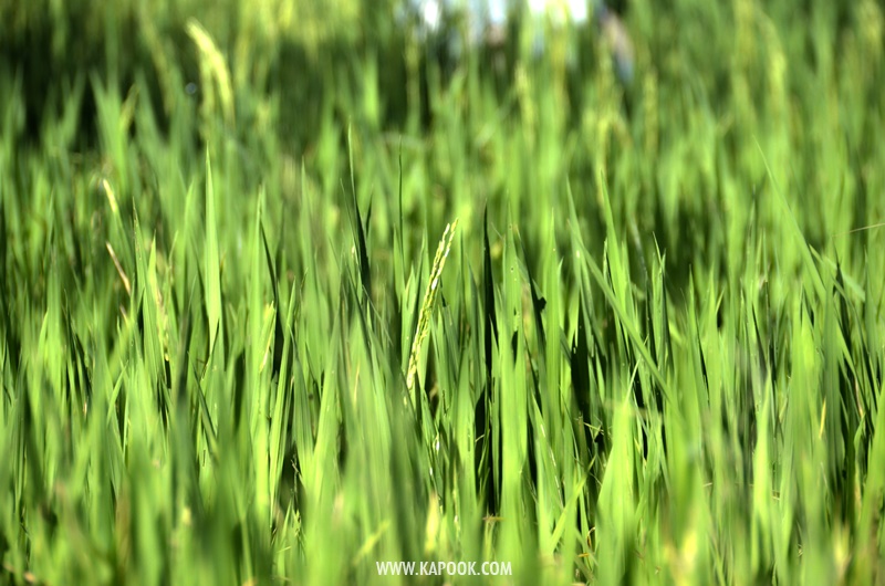 เที่ยวพัทยาเส้นทางใหม่ชุมชนวิถีเกษตรและวัฒนธรรม