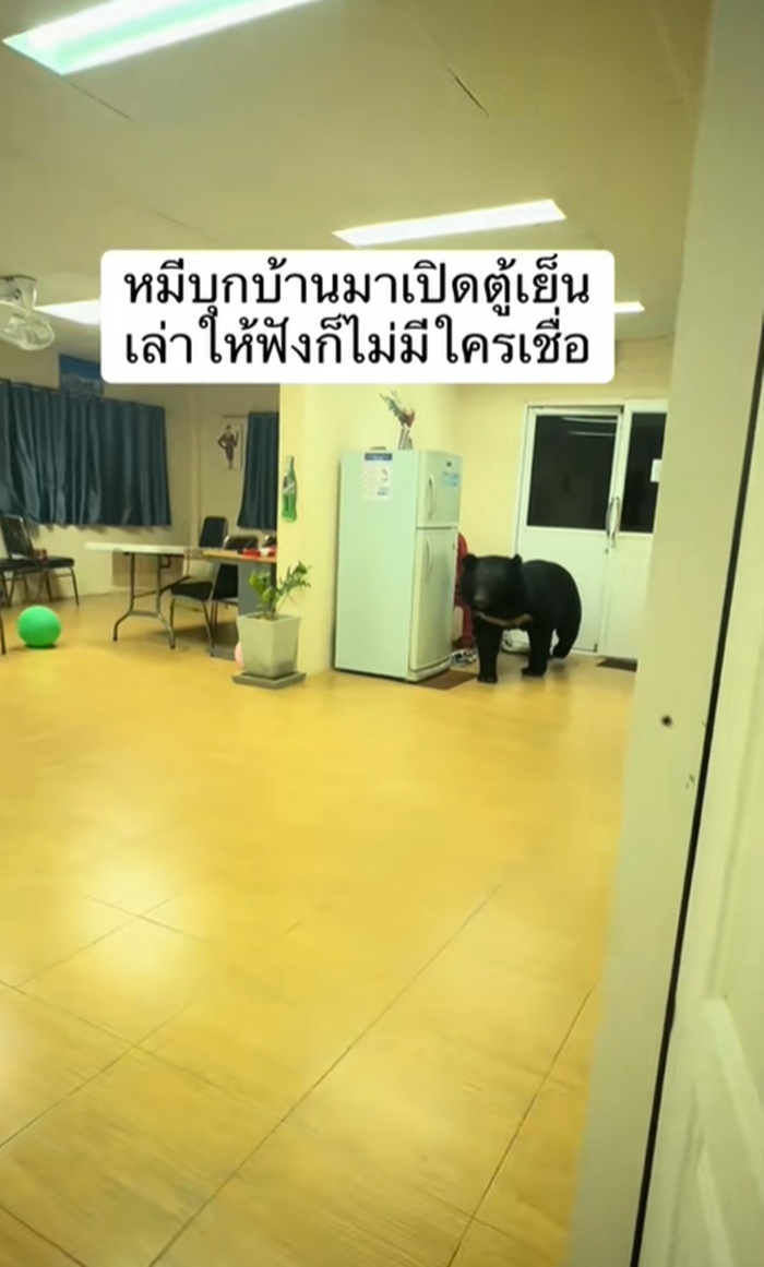 หมีควาย