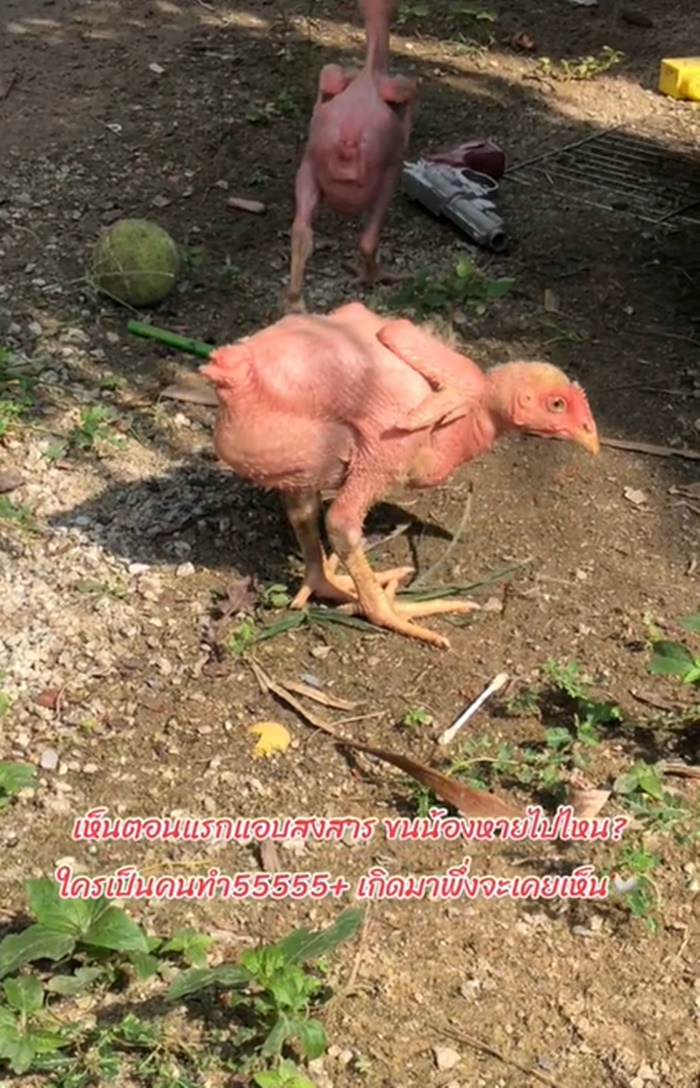 ไก่ต้ม