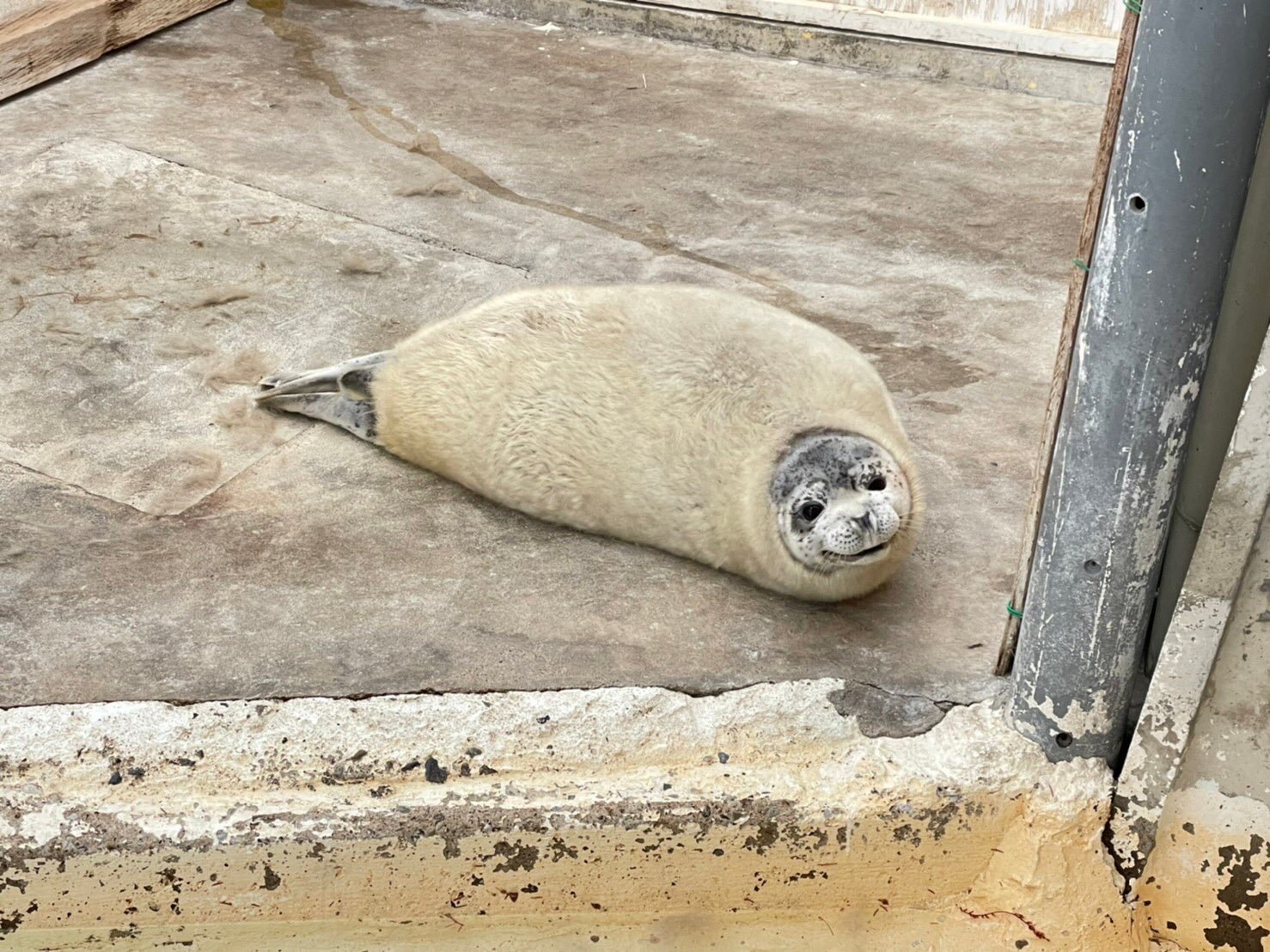 ลูกแมวน้ำลายจุด