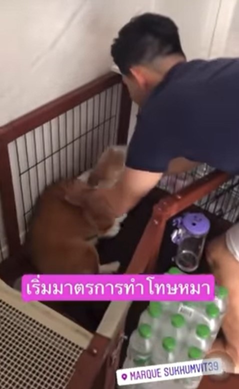 ทารุณสัตว์