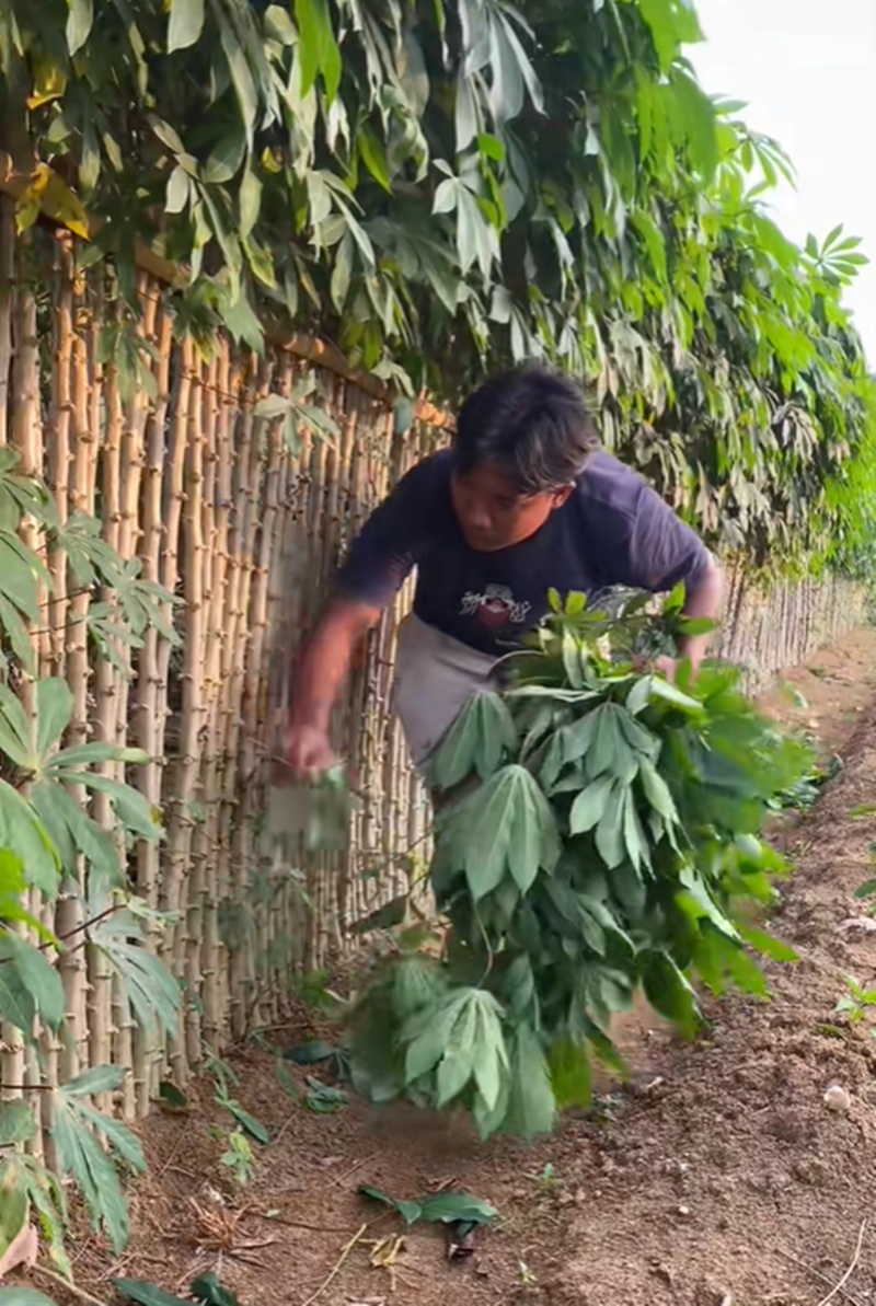 รั้วบ้าน