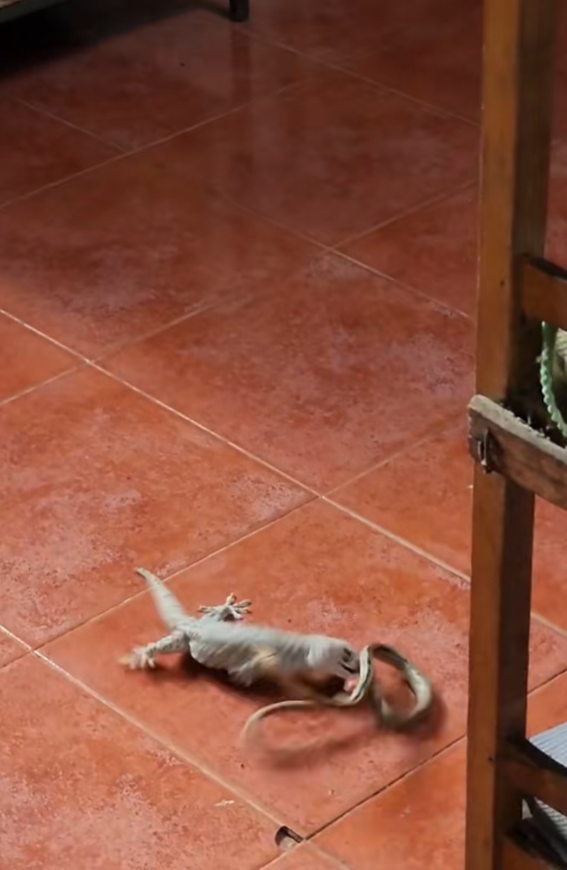 สัตว์สู้กัน