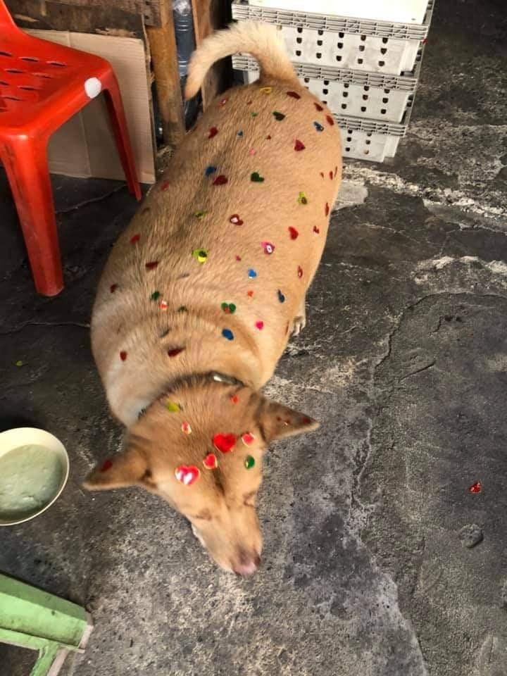 หมาเซเลบ