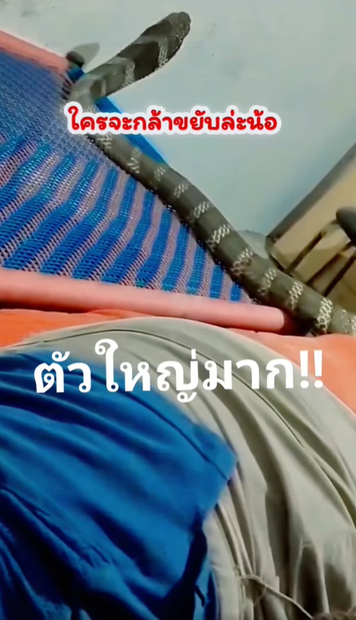 งูจงอาง