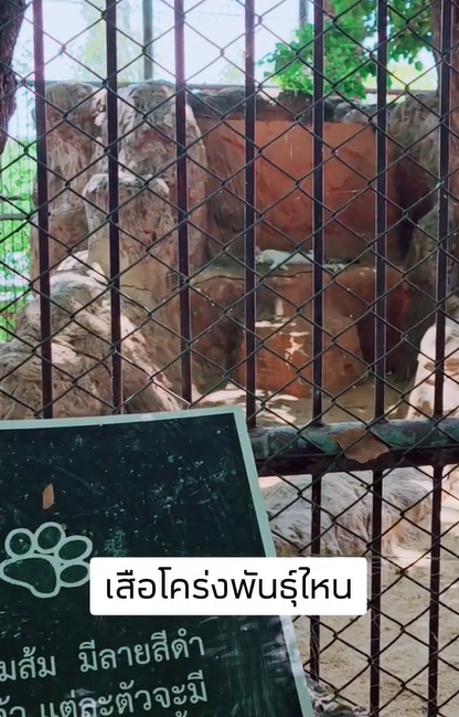 เสือโคร่ง