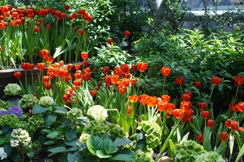 สวนทิวลิประยอง ที่เที่ยววาเลนไทน์ 2567