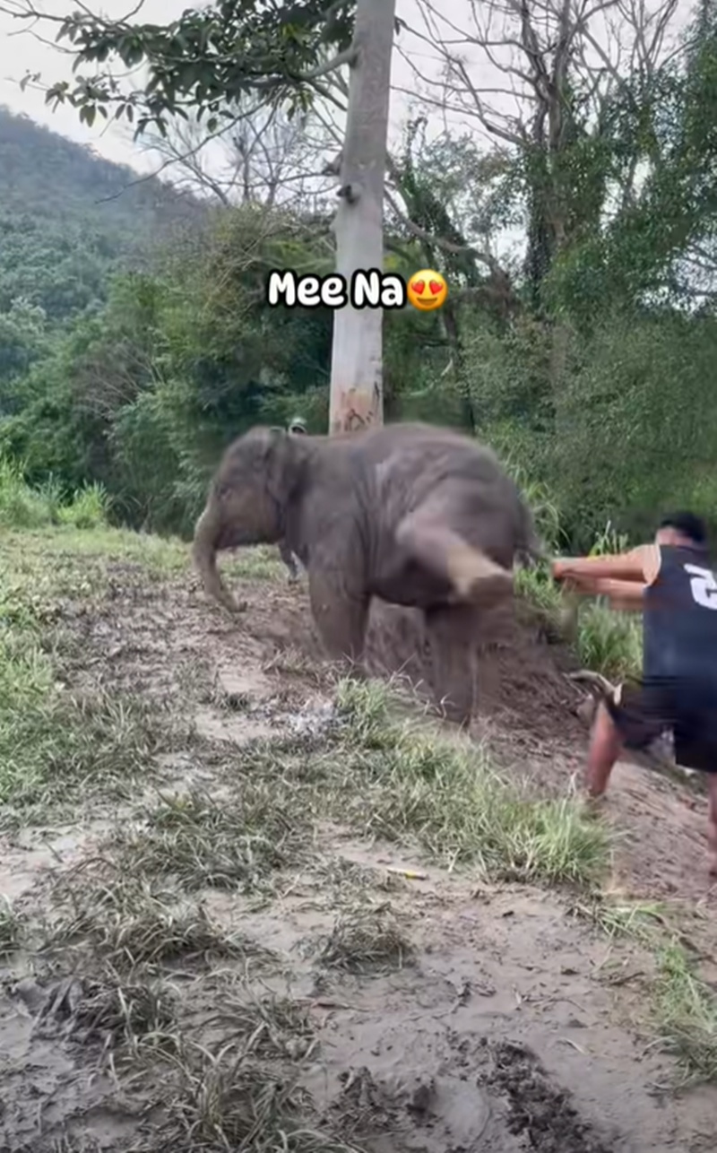 ช้างน้อย