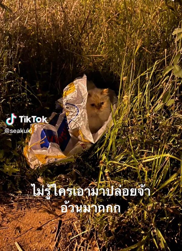 ช่วยแมวถูกทิ้ง