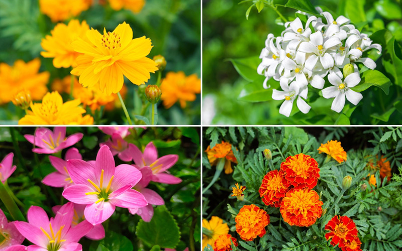 ดอกไม้ปลูกหน้าฝน