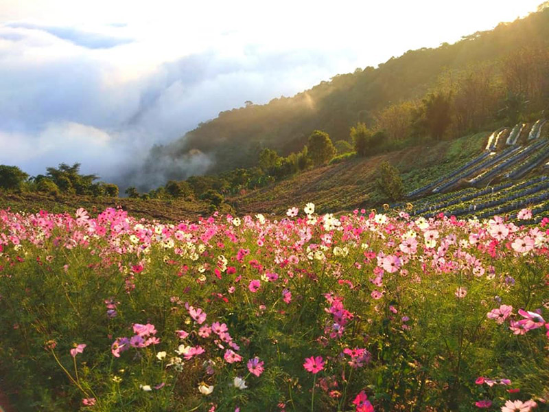 Skywalk ม่อนแจ่ม