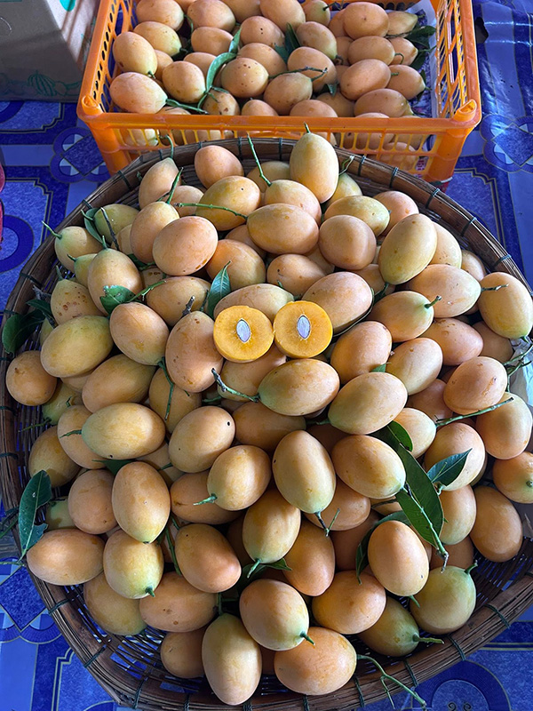 สวนมะยงชิดภาณุพงศ์ สวนมะยงชิด 2569