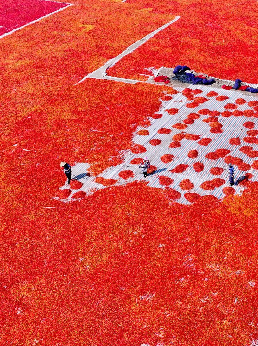 ทะเลพริก