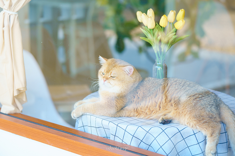 Purr Cafe Nakhonpathom