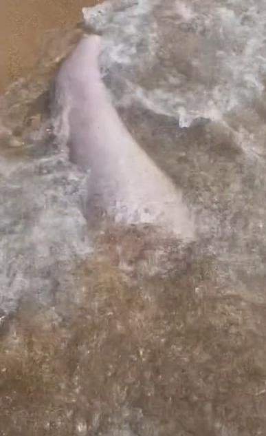 อวัยวะประหลาด