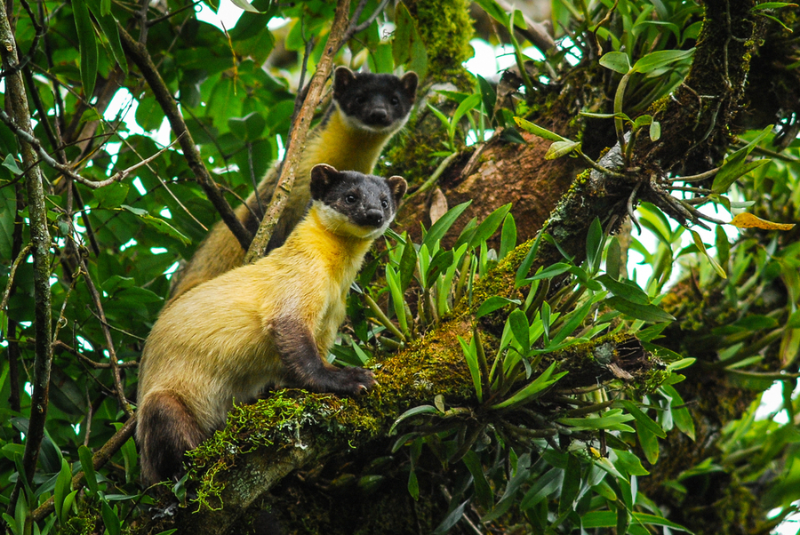 หมาไม้คอเหลือง